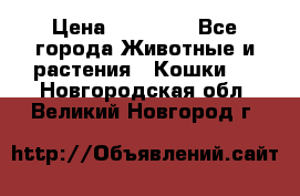 Zolton › Цена ­ 30 000 - Все города Животные и растения » Кошки   . Новгородская обл.,Великий Новгород г.